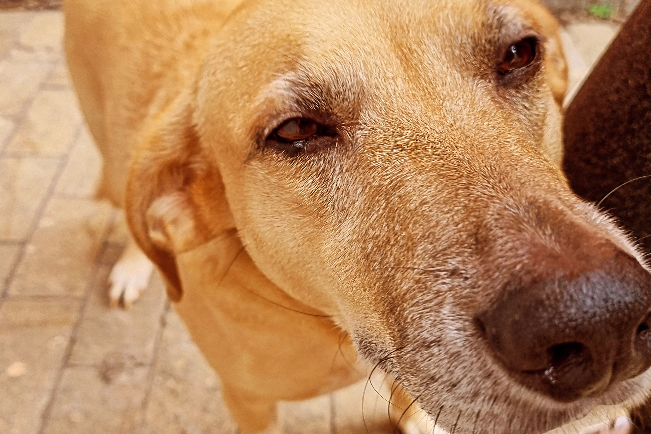 Marley, cão SRD